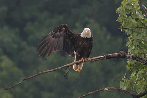 App. Eagle Nest 2005